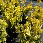 Tuja západná (Thuja occidentalis) ´GOLDEN ANNE´ ®- výška 40-60 cm, kont. C5L - 2. Trieda/Kvalita B